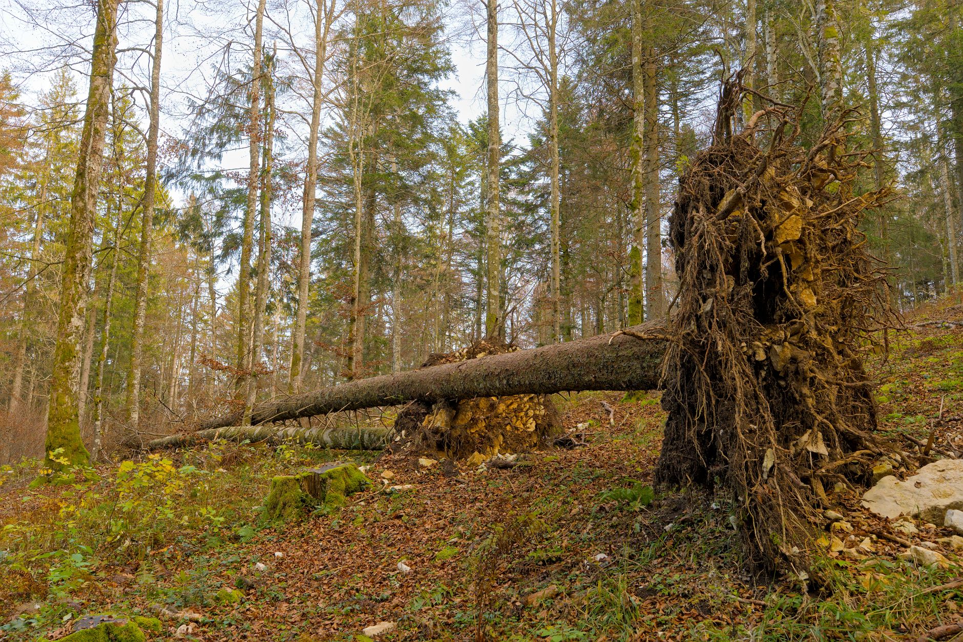 Enlèvement arbre urgence équipe à Montluçon